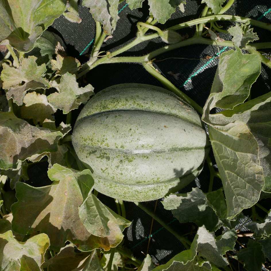 la-bo-te-graines-melon-vieille-france-graines-l-gumes-bio-ancien image 2
