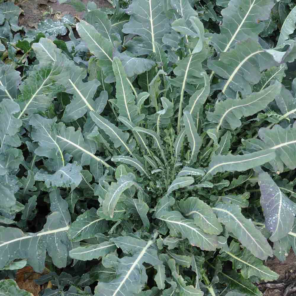 ferme-de-sainte-marthe-chou-brocoli-fiolaro-graines-ab-sachet-ancien image 1
