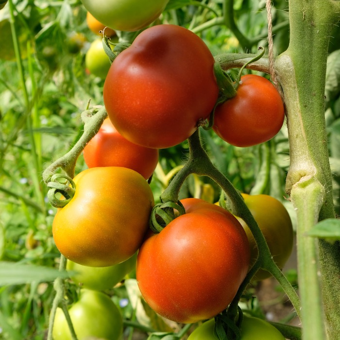 les-semences-de-l-ombelle-tomate-matina-graines-bio image 1