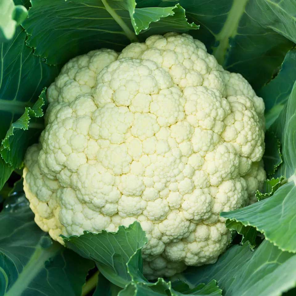 ferme-de-sainte-marthe-graines-potag-res-chou-fleur-alpha-7-graines-bio-blanche image 1