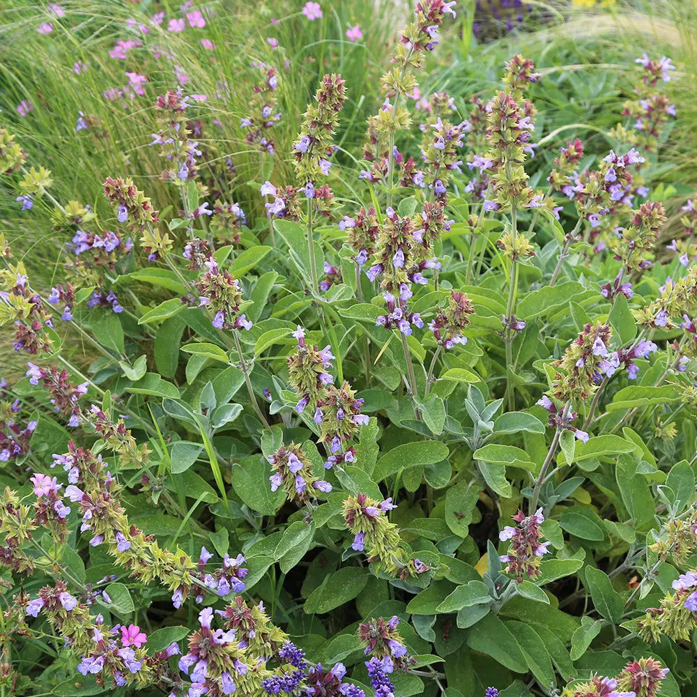 ferme-de-sainte-marthe-sauge-officinale-ab-plant-bio-vivace image 2