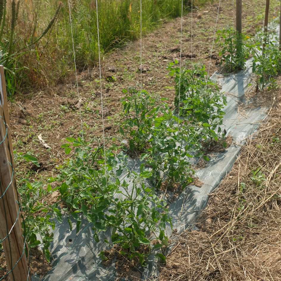 la-bo-te-graines-promyk-graines-tomate-naine-bio-pot image 3