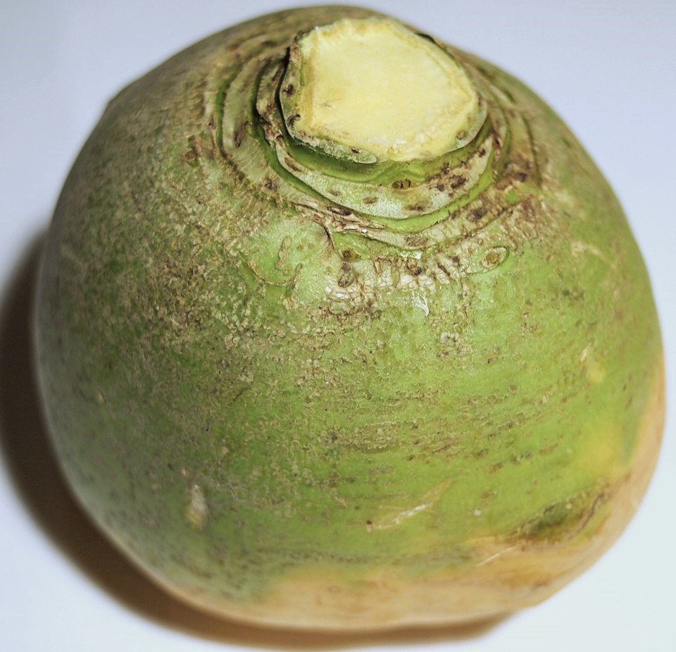 la-bo-te-graines-rutabaga-g-ant-blanc-vend-e-graines-bio-soupe image 2