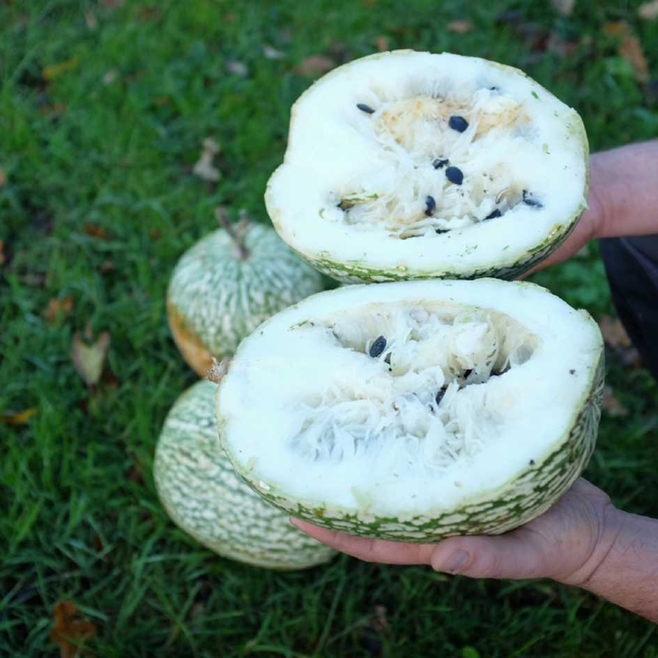 la-bo-te-graines-courge-de-siam-bio-graines-courge image 2