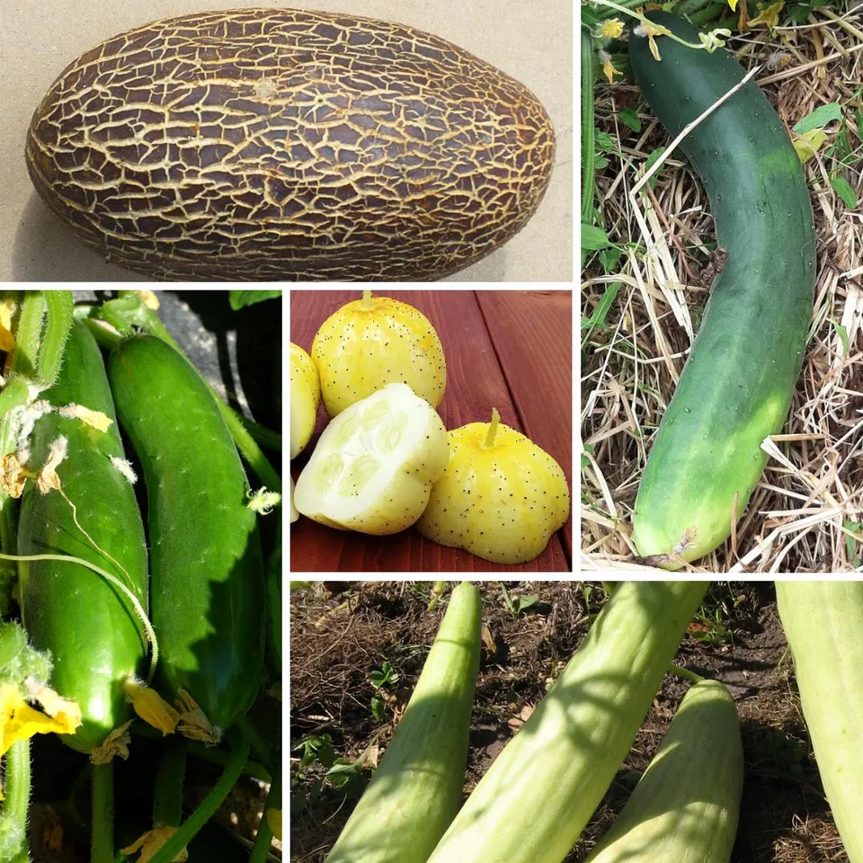 la-bo-te-graines-m-lange-concombres-graines-bio-couleur-jardin image 1