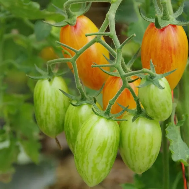 les-semences-de-l-ombelle-flamm-e-blush-tomate-cocktail-bio image 1