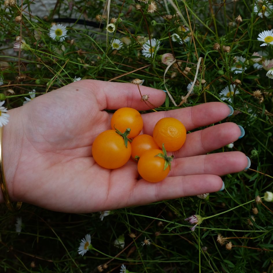 la-bo-te-graines-tomate-orange-hat-bio-graines-pot-compacte image 3