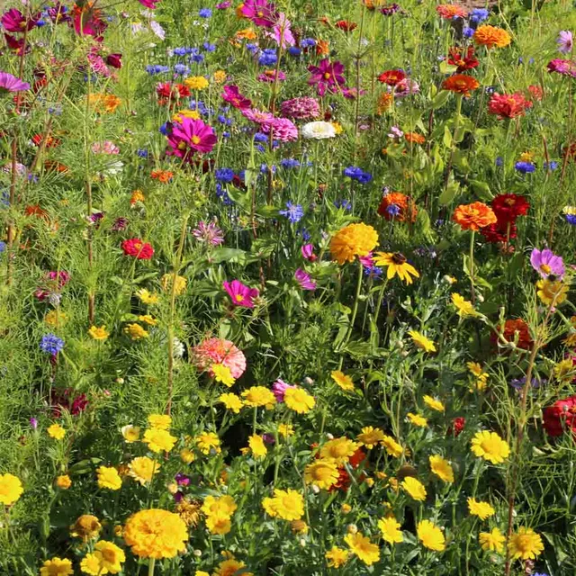 ferme-de-sainte-marthe-cueillette-estivale-graines-fleurs-bio-sachet image 1