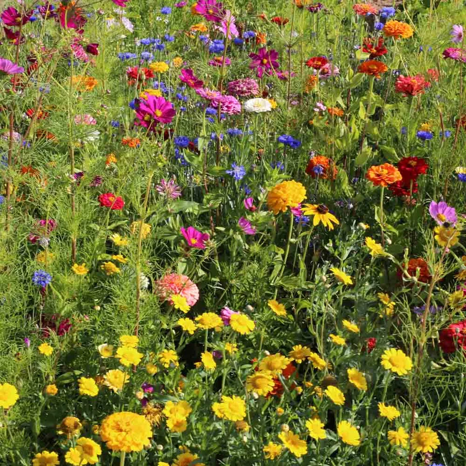 ferme-de-sainte-marthe-cueillette-estivale-graines-fleurs-non-trait-es image 1