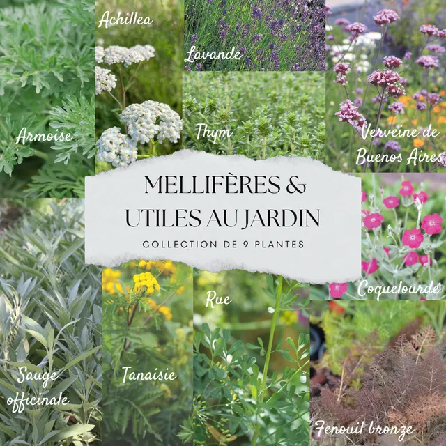 ferme-de-sainte-marthe-collection-9-plants-mellif-res-potager-bio image 1