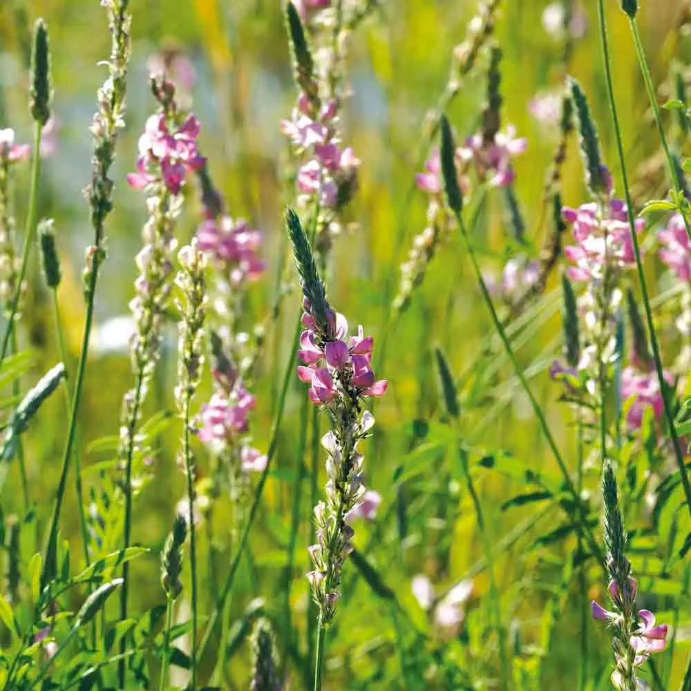 ferme-de-sainte-marthe-sainfoin-ab-graines-fleurs-mellif-re image 1