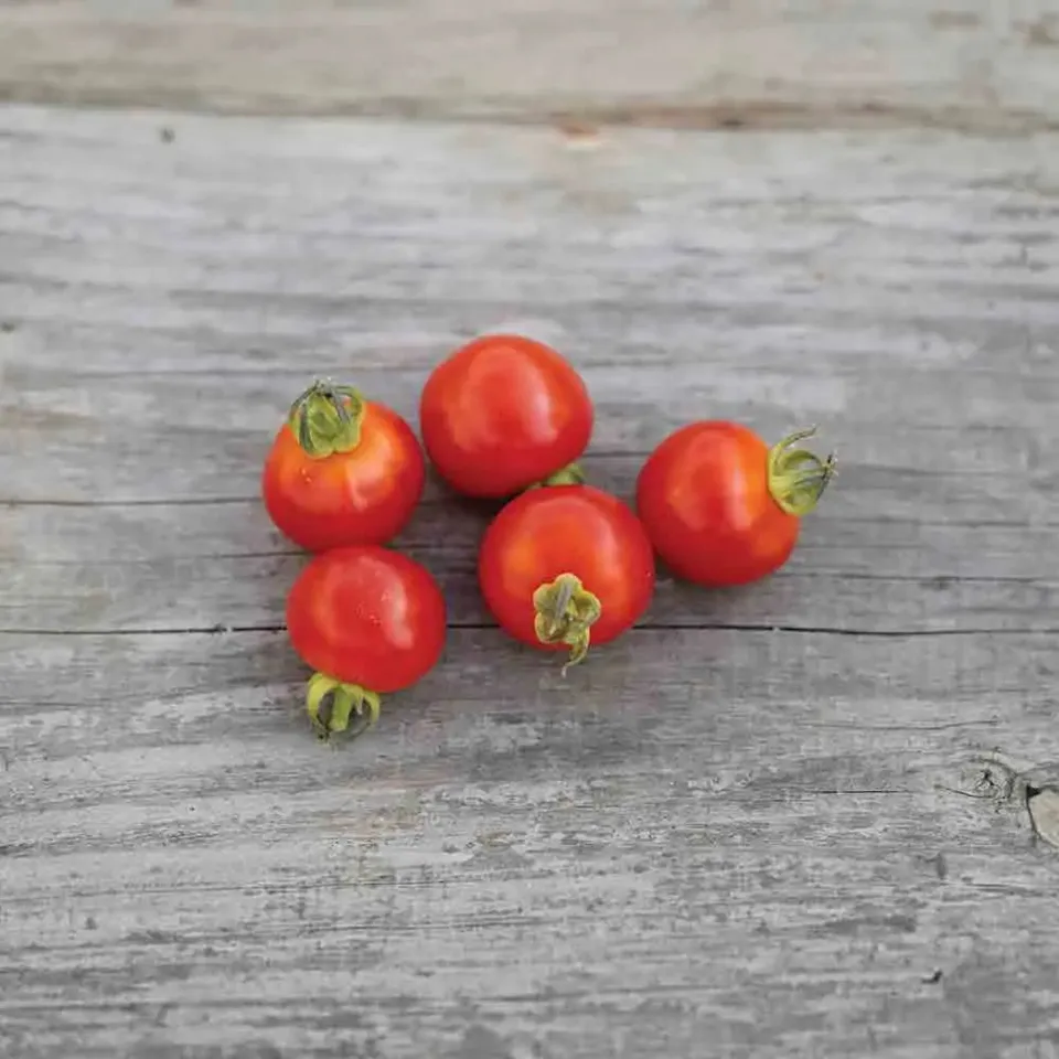 ferme-de-sainte-marthe-tomate-cerise-graines-bio-sachet-pr-coce image 1