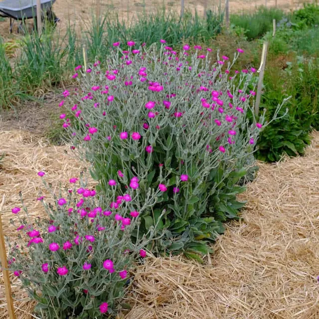 la-bo-te-graines-coquelourde-rose-graines-fleurs-vivace-bio image 1