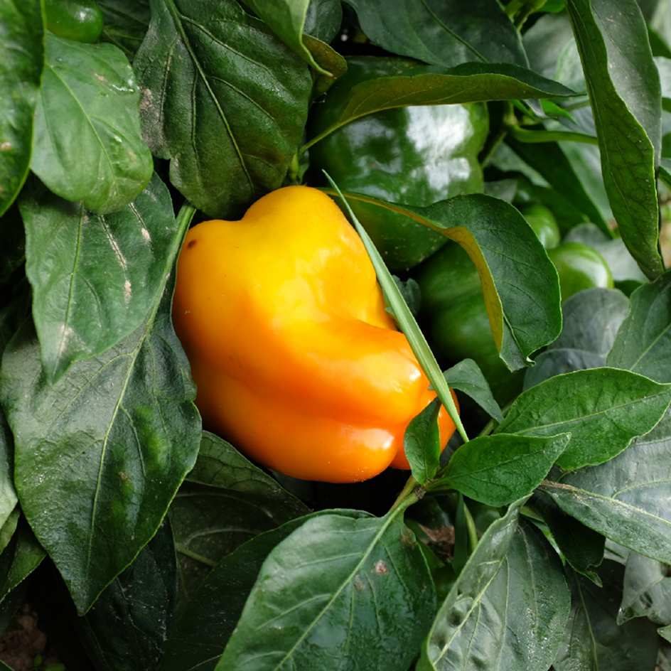 la-bo-te-graines-graines-l-gumes-poivron-quadrato-d-asti-giallo-bio image 2