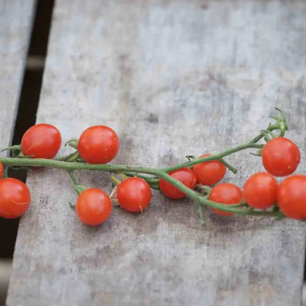 ferme-de-sainte-marthe-lylia-graines-de-tomates-cerises-bio image 1