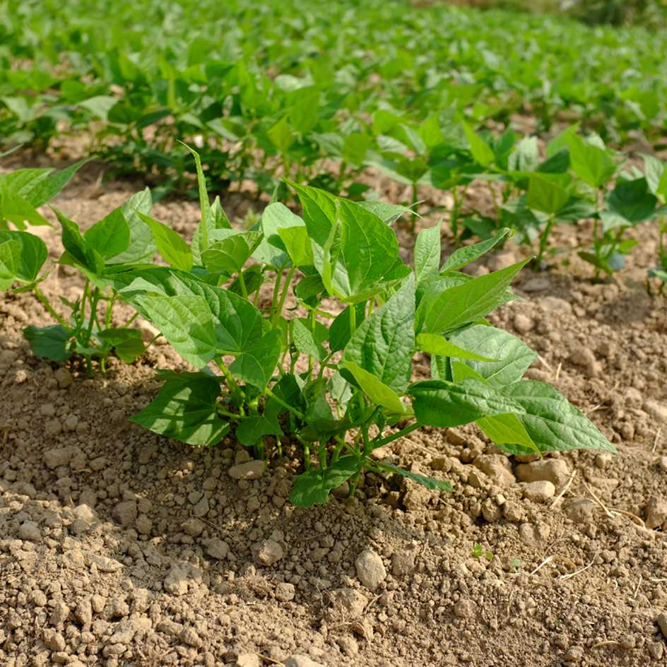 la-bo-te-graines-haricot-petit-coco-de-vend-e-bio-graines-blanc image 4