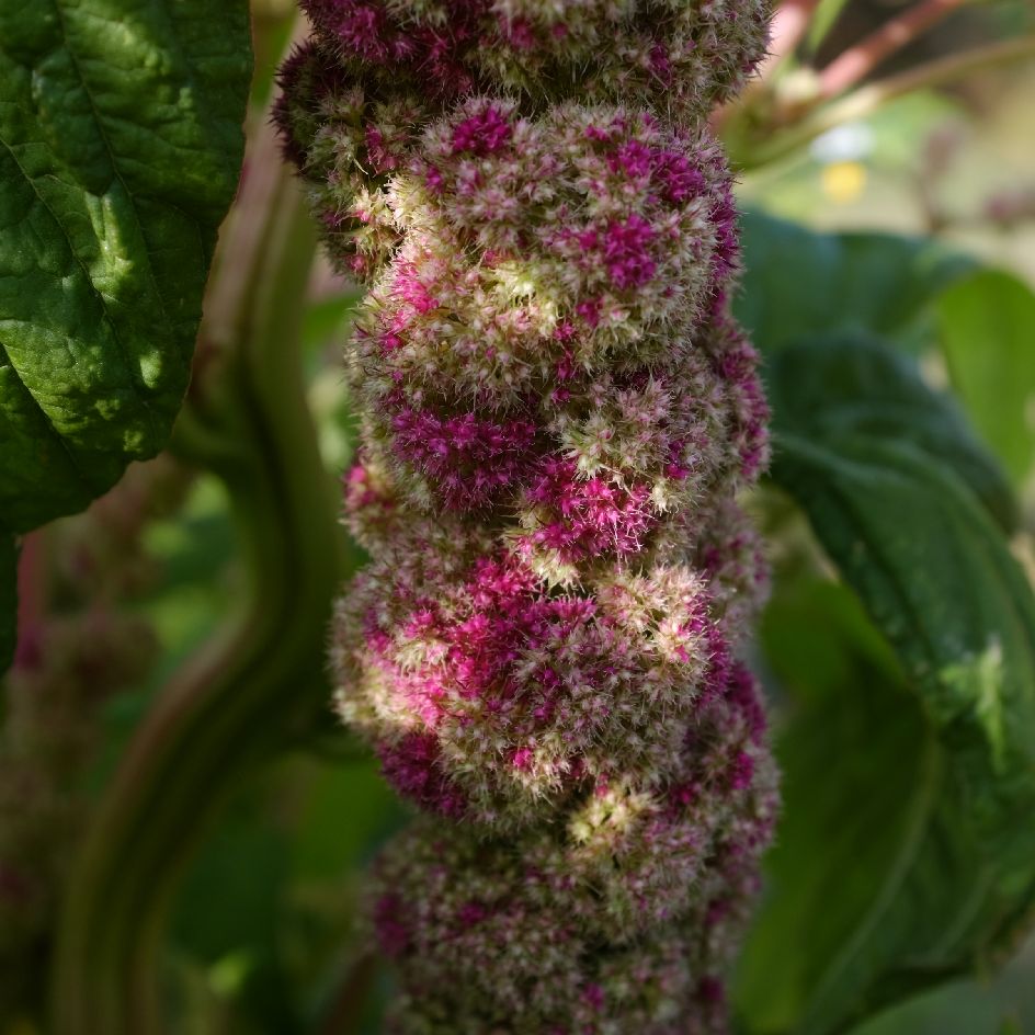 la-bo-te-graines-amarante-mira-bio-graines-l-gumes-bicolores image 2