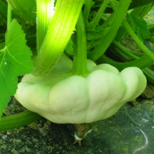 la-bo-te-graines-graines-l-gumes-courge-p-tisson-blanc-bio image 1