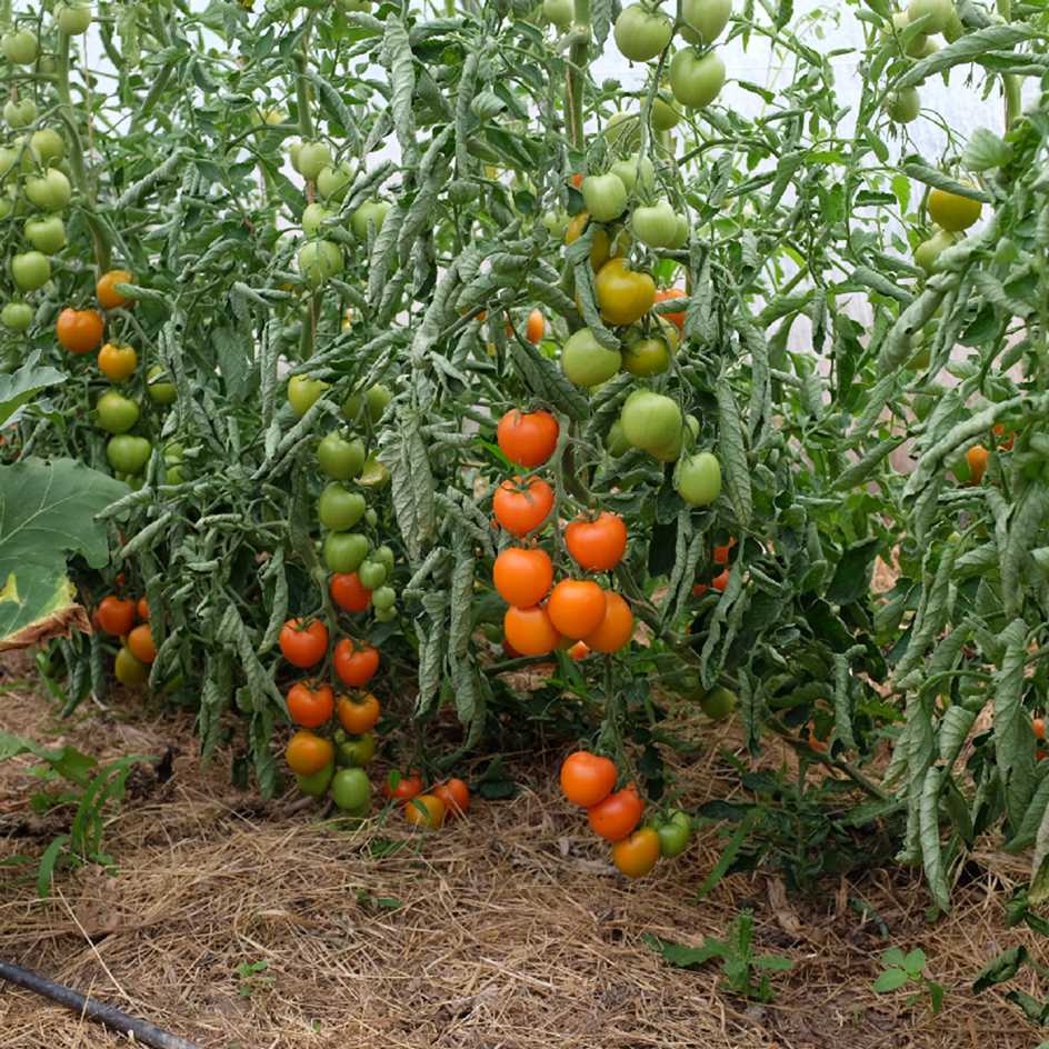 la-bo-te-graines-tomate-auriga-bio-graines-potag-res-orange-pr-coce image 2