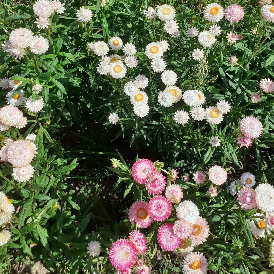 la-bo-te-graines-immortelle-bract-e-m-lange-graines-fleurs-bio image 1