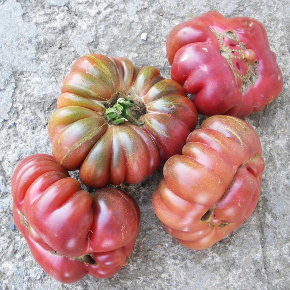 la-bo-te-graines-tomate-purple-calabash-graines-l-gumes-bio image 5