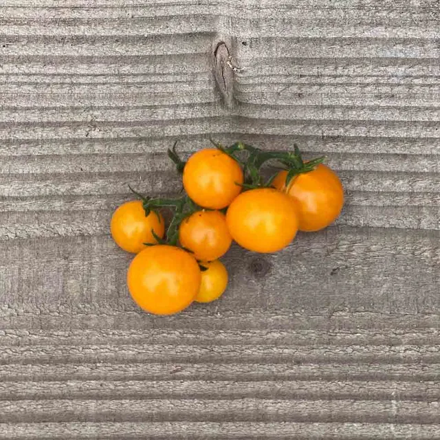 ferme-de-sainte-marthe-tomate-orange-hat-graines-bio-pot image 1