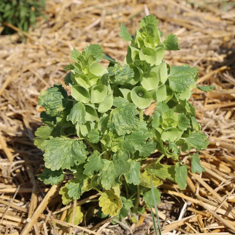 ferme-de-sainte-marthe-molucelle-graines-de-fleurs-bio-annuelles image 1