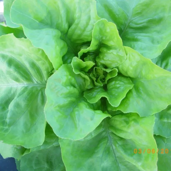 la-bo-te-graines-pomm-e-du-bon-jardinier-graines-laitue-bio image 1