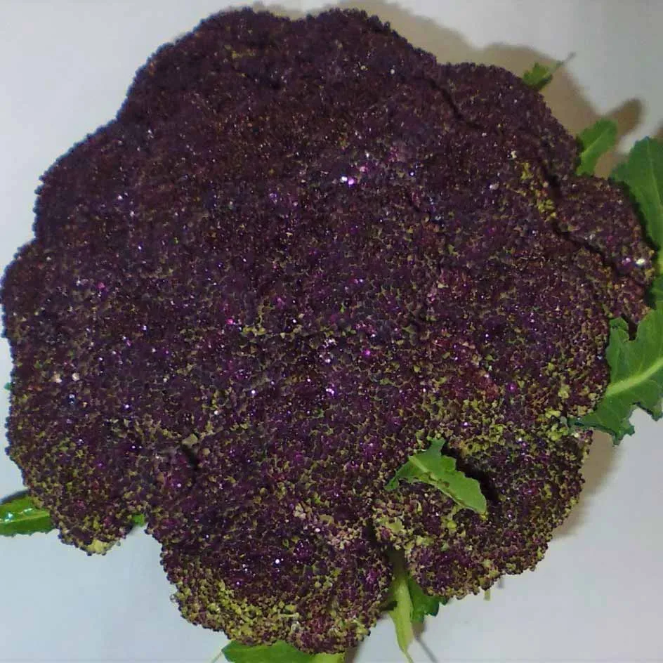 la-bo-te-graines-graines-l-gumes-brocolis-violet-du-cap-bio image 1