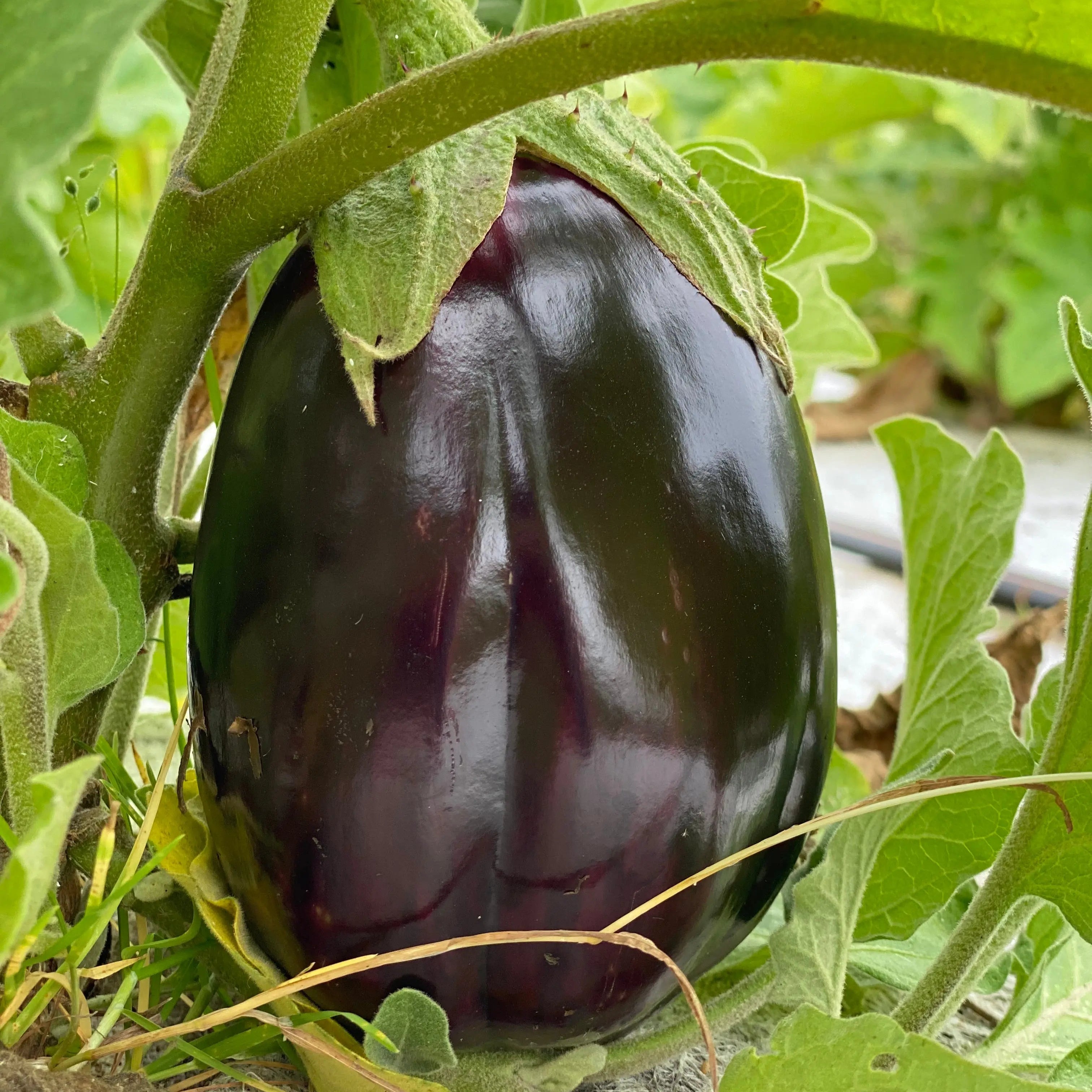 ferme-de-sainte-marthe-black-beauty-graines-aubergine-bio-sachet image 3