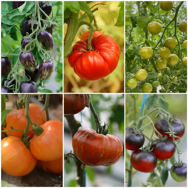 ferme-de-sainte-marthe-s-lection-arc-en-tomates-graines-tomates image 1