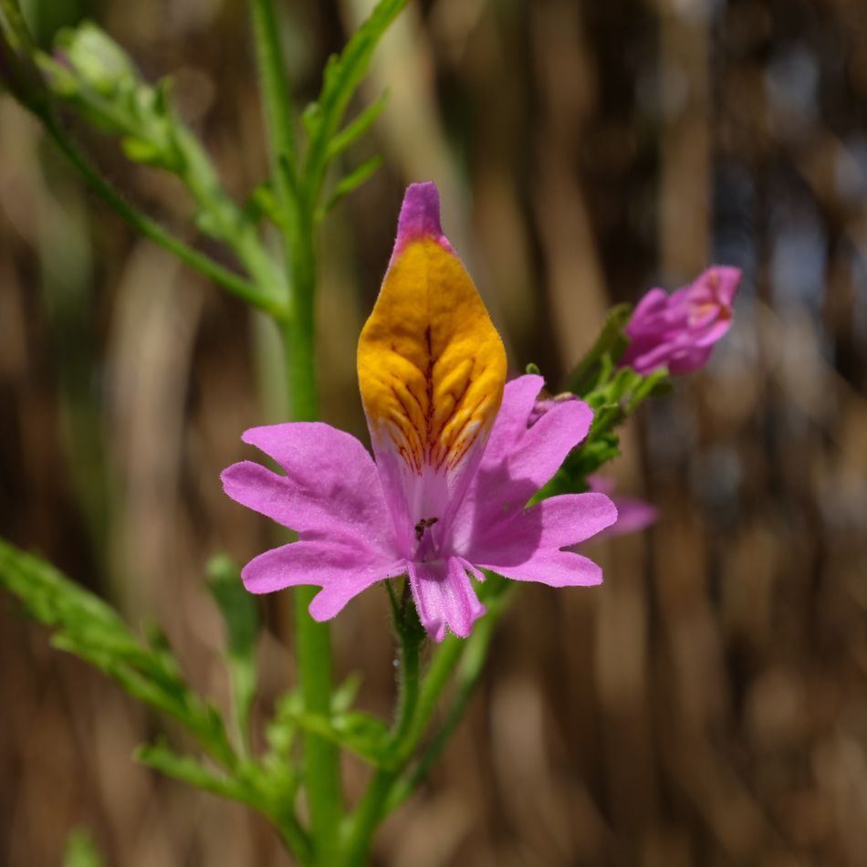 la-bo-te-graines-schizanthus-grahamii-bio-graines-fleurs-roses image 1