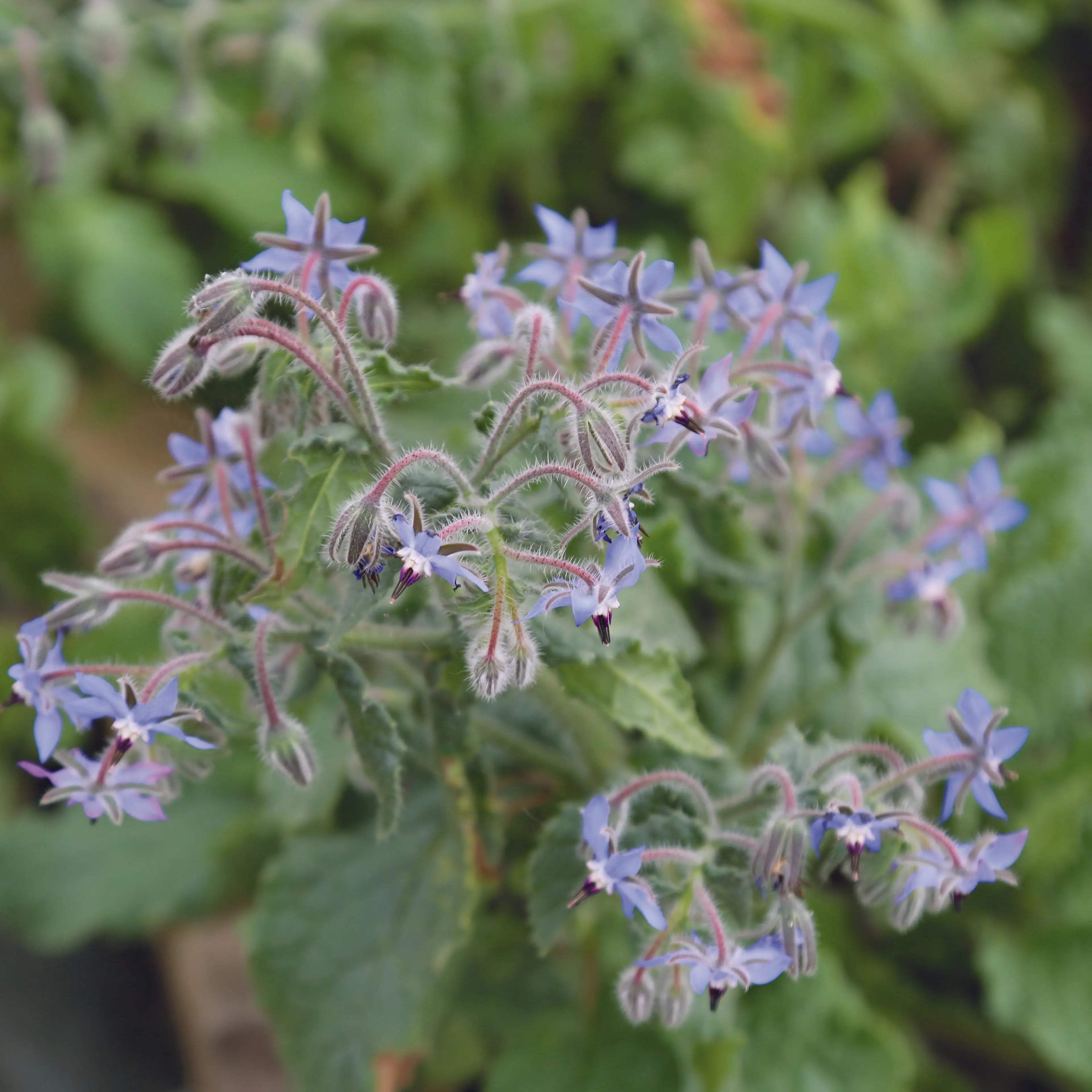 ferme-de-sainte-marthe-bourrache-officinale-plant-bio-mellif-re image 2