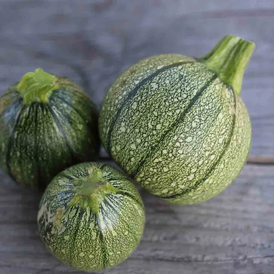 ferme-de-sainte-marthe-courgette-de-nice-fruit-rond-graines-bio-farcies image 1