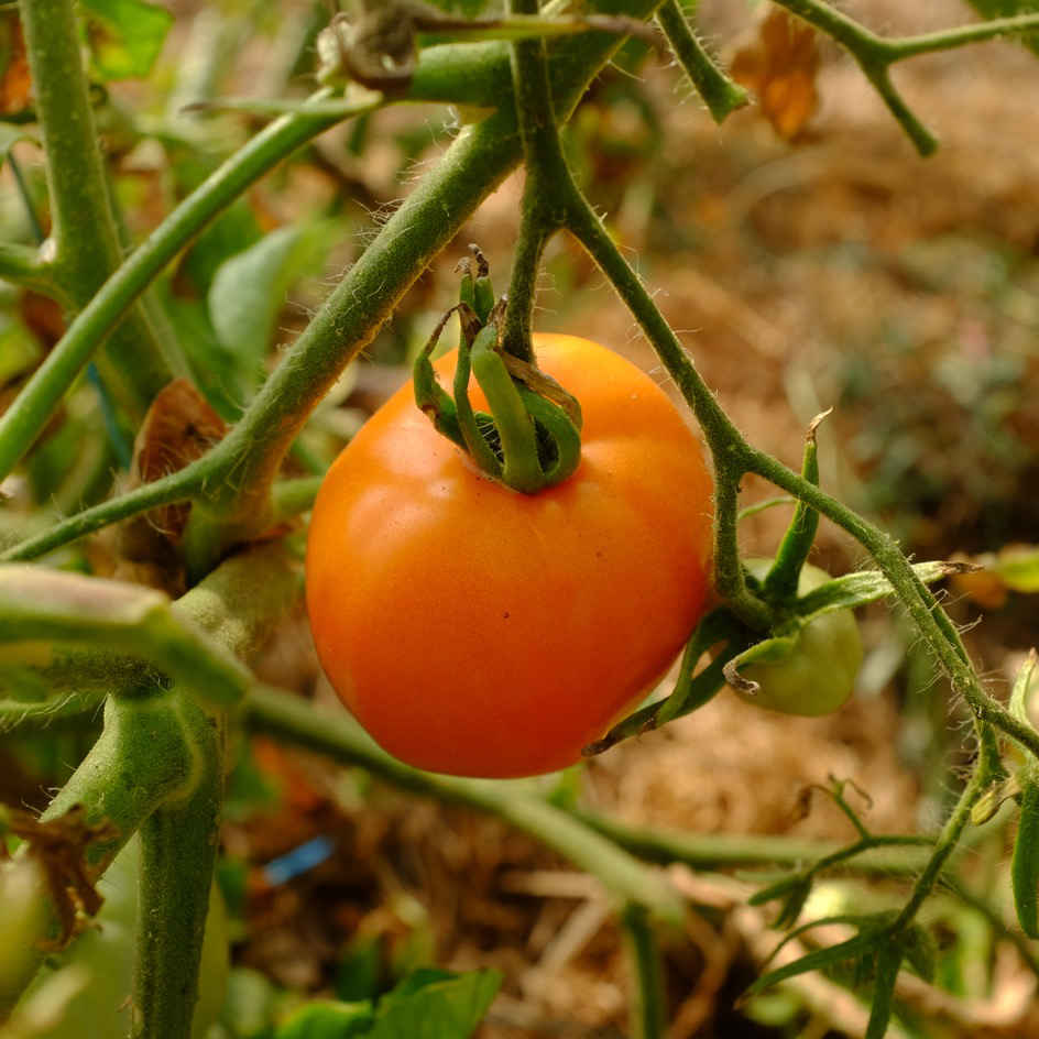 la-bo-te-graines-orange-queen-graines-tomate-bio-pr-coce image 2
