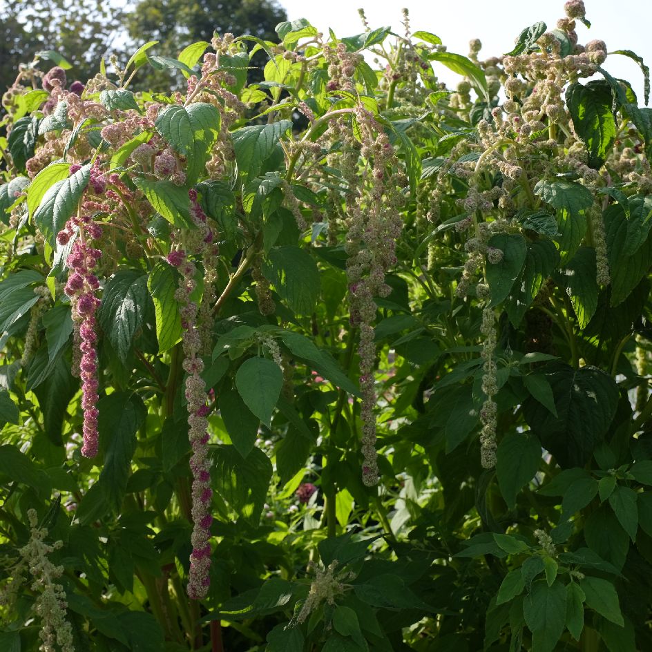 la-bo-te-graines-amarante-mira-bio-graines-l-gumes-bicolores image 1