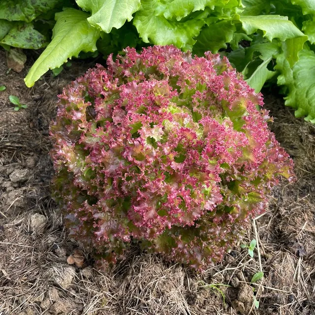 les-semences-de-l-ombelle-lollo-rossa-bio-graines-laitue-couper image 1