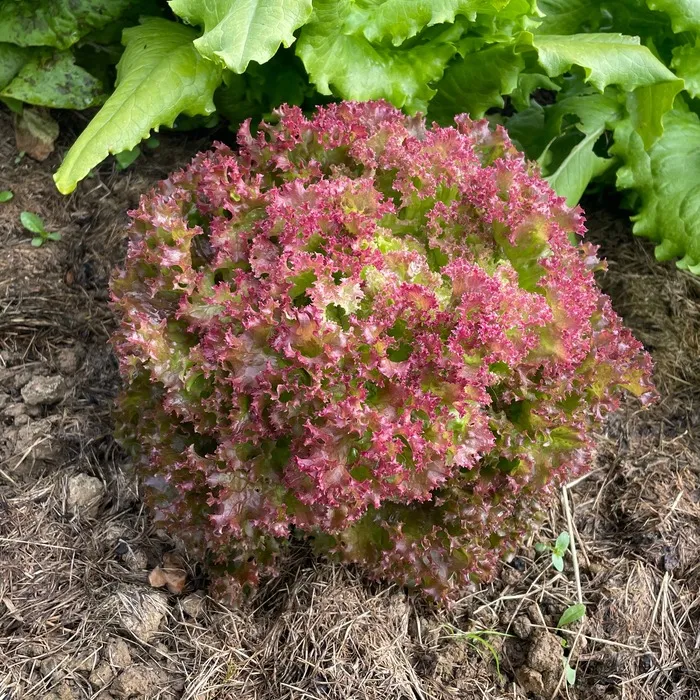 les-semences-de-l-ombelle-lollo-rossa-bio-graines-laitue-couper image 1
