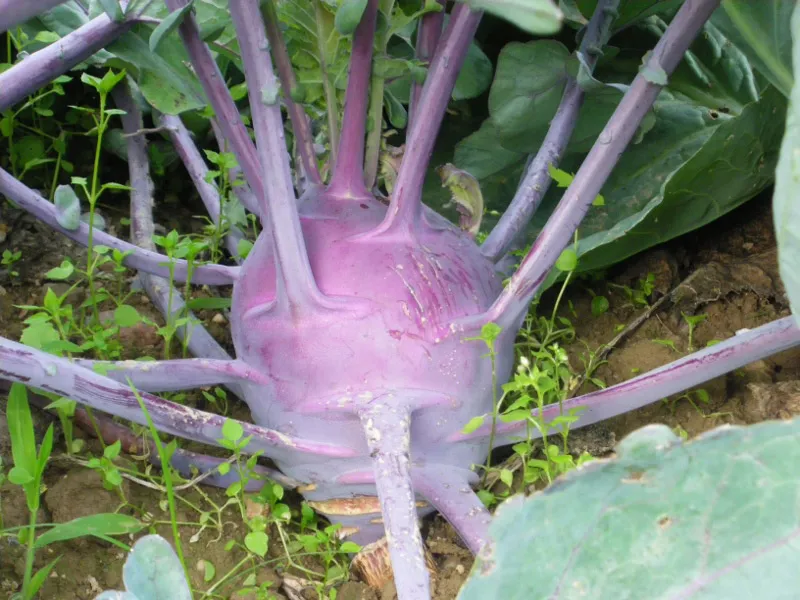 la-bo-te-graines-graines-l-gumes-chou-rave-violet-de-vienne-bio image 1