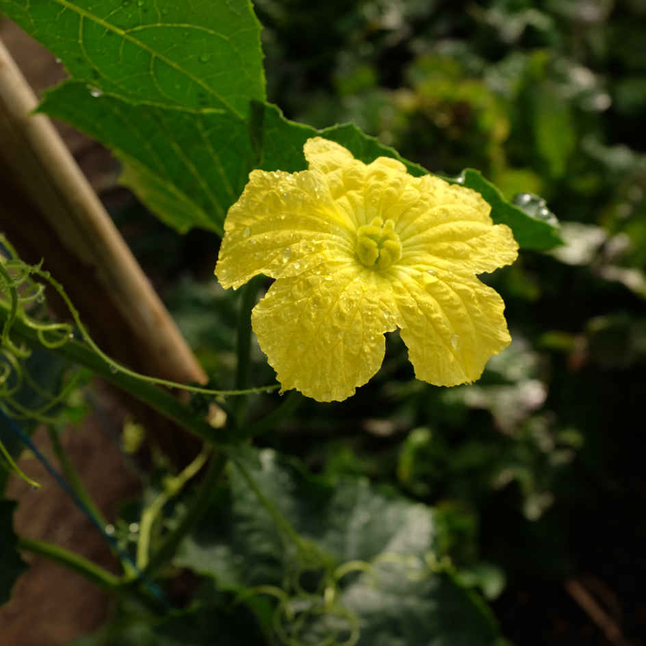 la-bo-te-graines-graines-l-gumes-luffa-courge-ponge-bio image 2