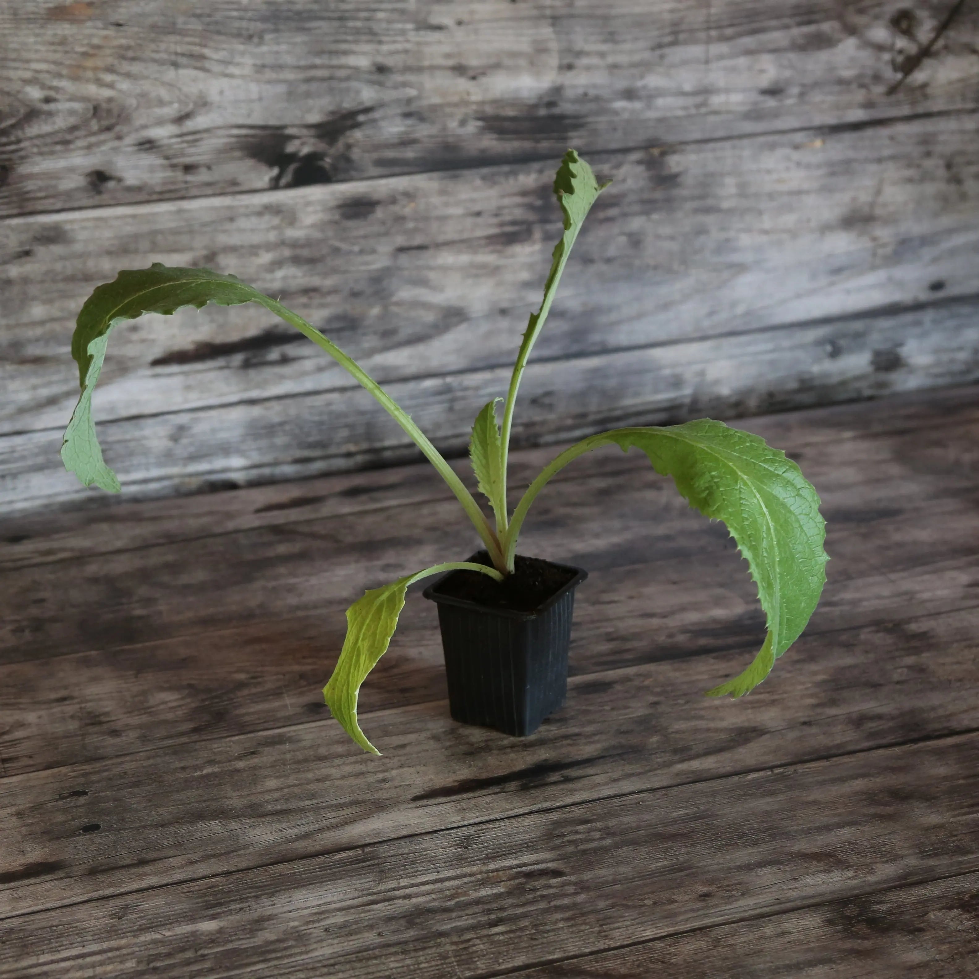 ferme-de-sainte-marthe-imperial-star-plant-artichaut-bio-globe image 1
