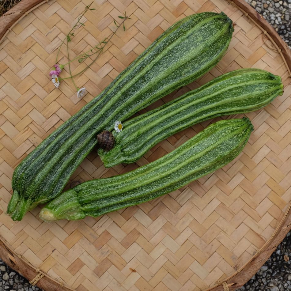 la-bo-te-graines-graines-l-gumes-courgette-costates-romanesco-bio image 2