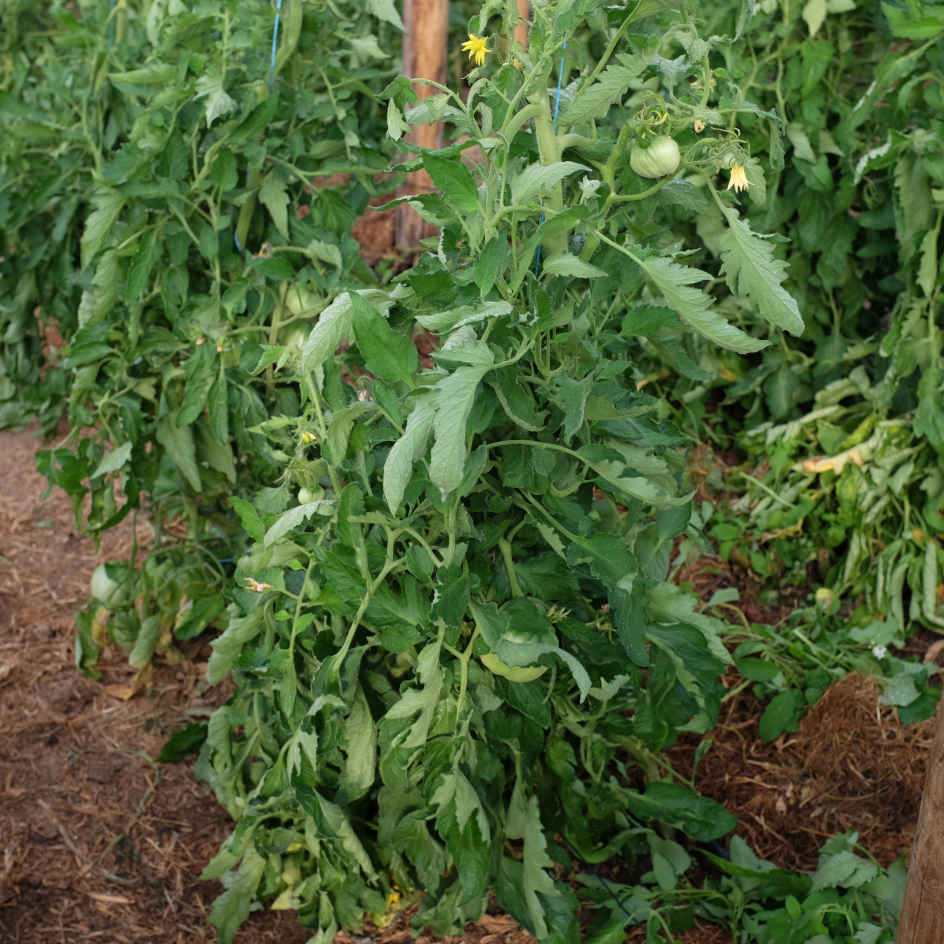 la-bo-te-graines-beefsteak-graines-tomate-bio-gros-fruit image 4