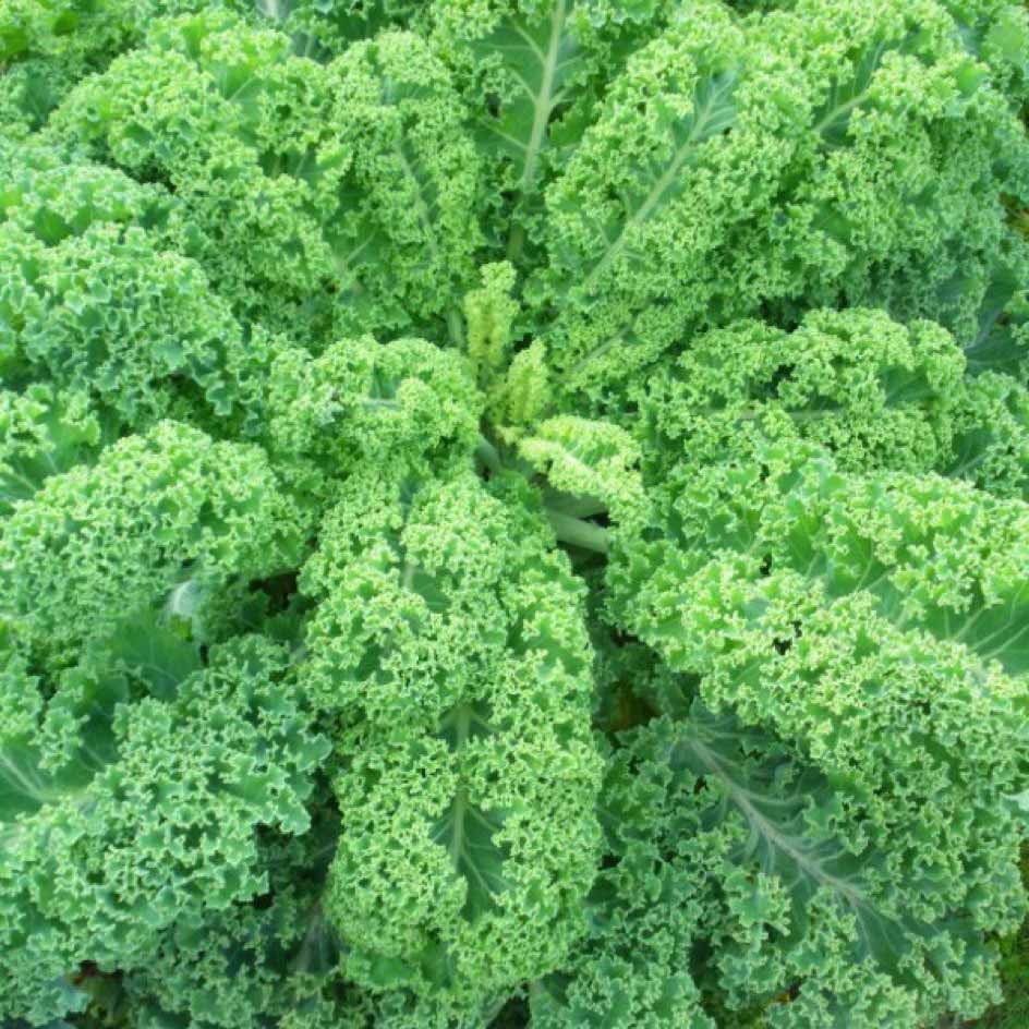 la-bo-te-graines-graines-l-gumes-chou-fris-vert-demi-nain-bio-hiver image 1