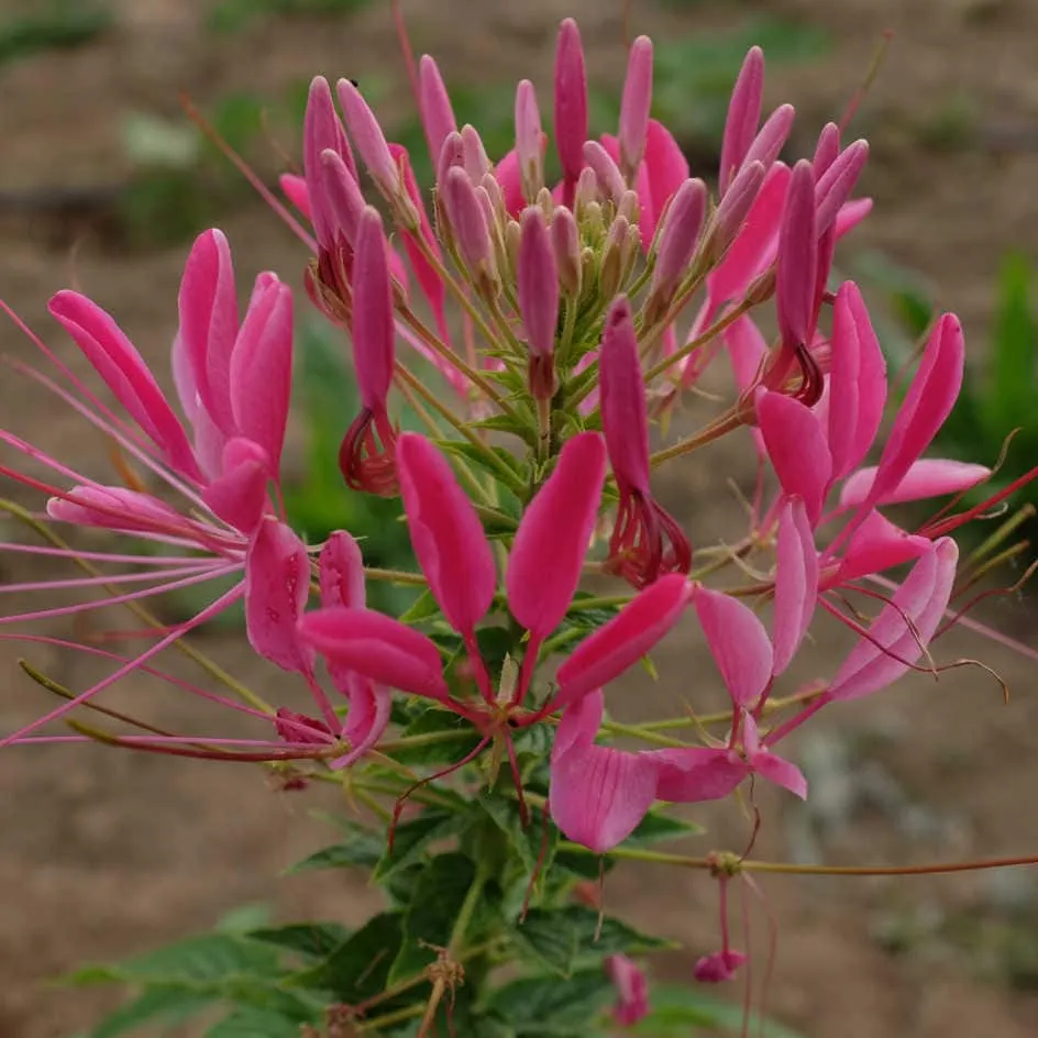 la-bo-te-graines-cleome-reine-des-cerises-bio-graines-fleurs image 1