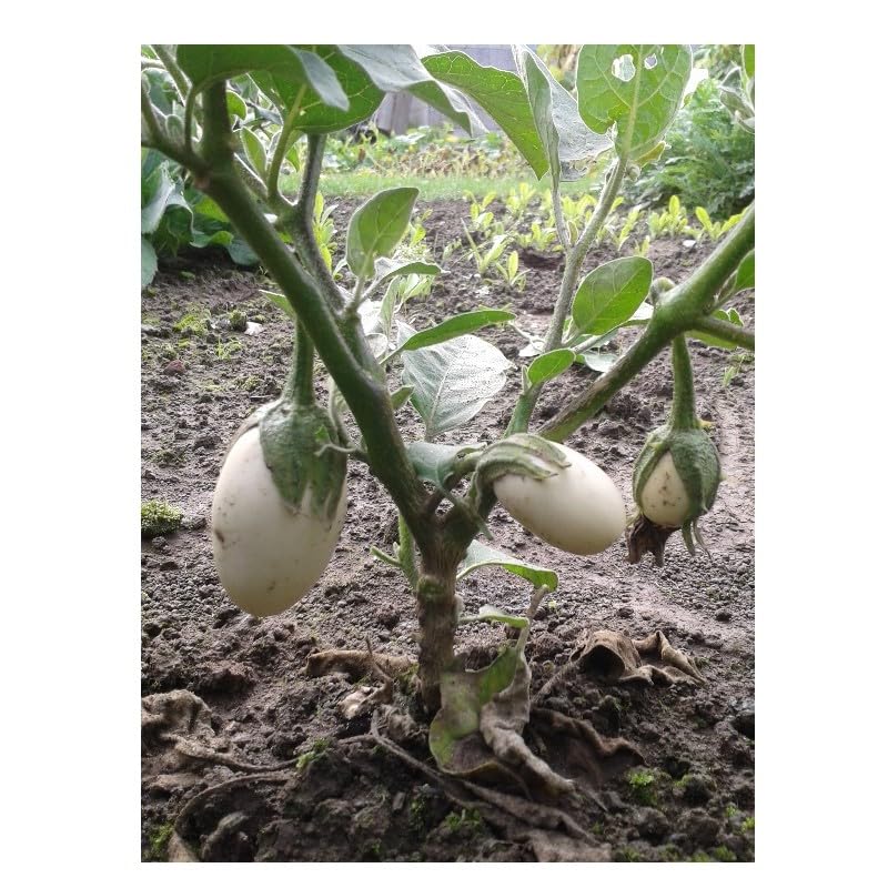graines-bocquet-aubergine-blanche-ronde-uf-graines-1g image 1
