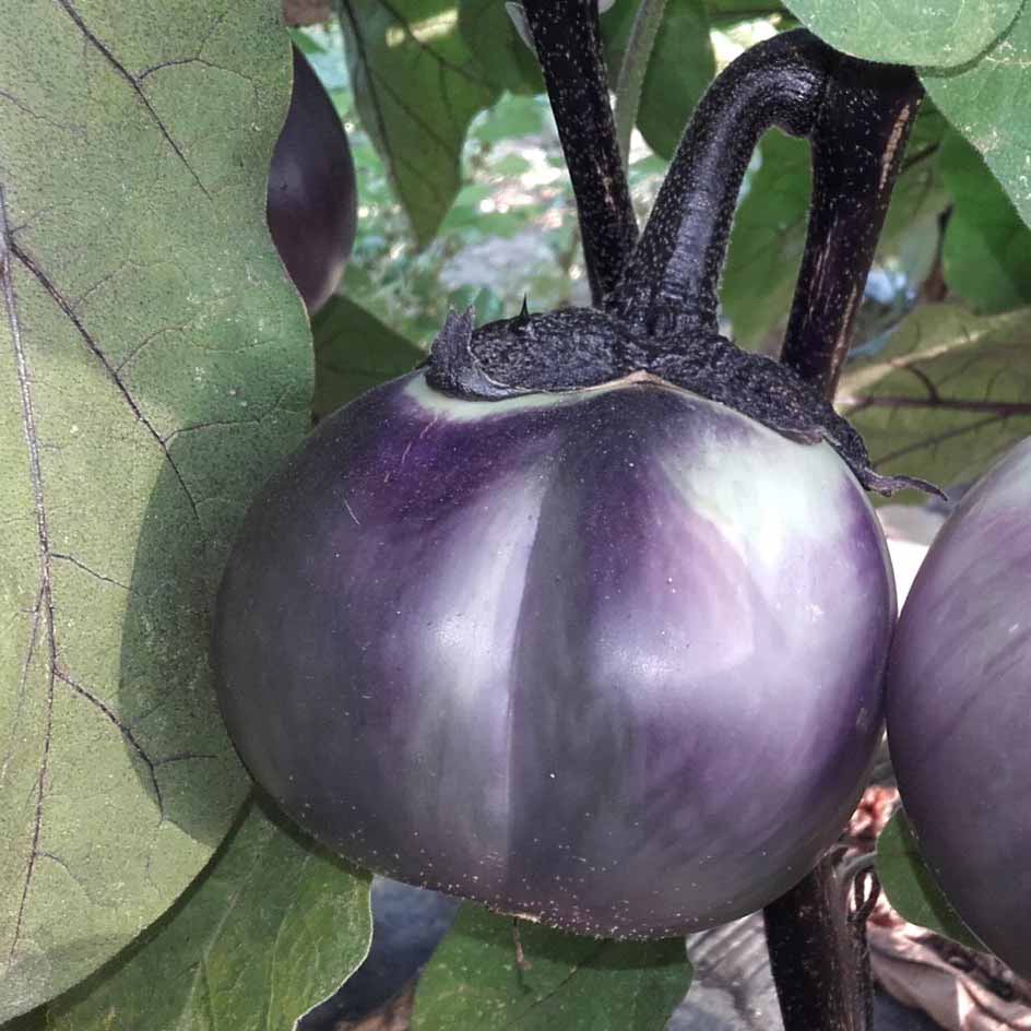 la-bo-te-graines-graines-l-gumes-ronde-de-valence-aubergine-bio image 3