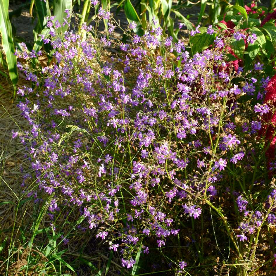 la-bo-te-graines-schizanthus-pinnatus-graines-fleurs-bio-massif image 2