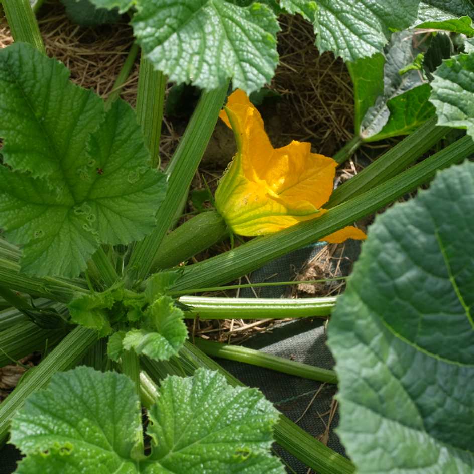 la-bo-te-graines-graines-l-gumes-courgette-blanche-d-egypte-bio-chair-ferme image 2