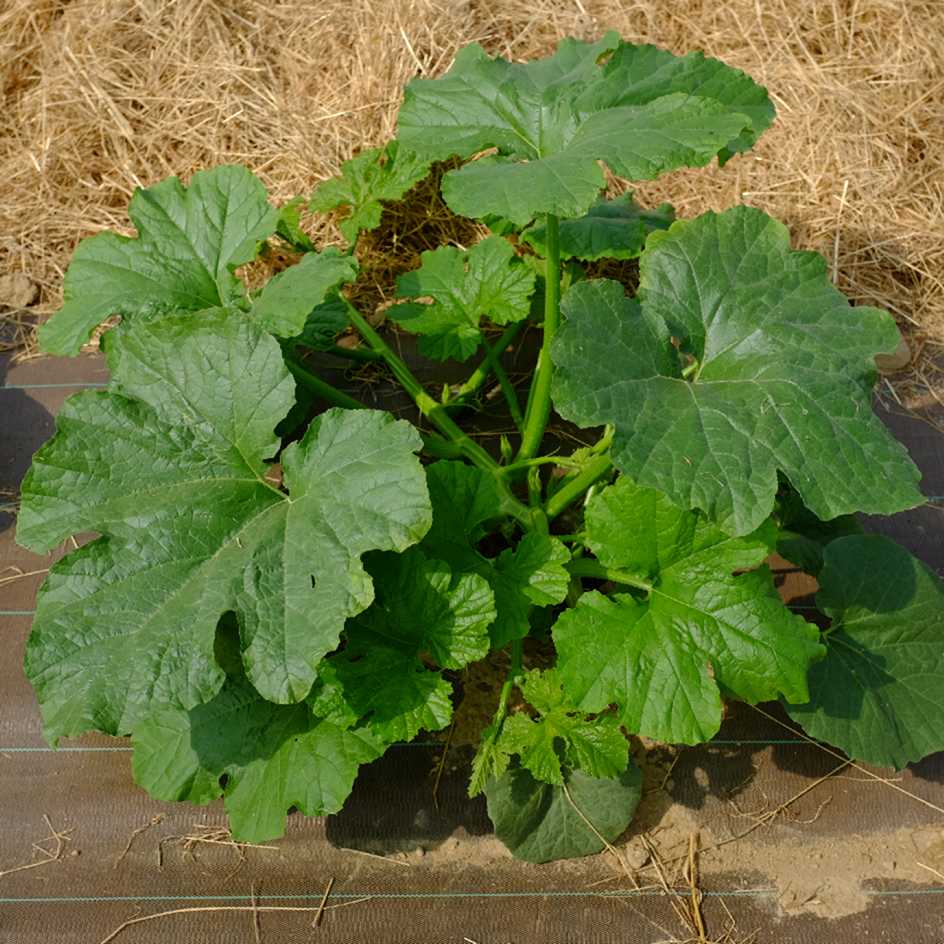 la-bo-te-graines-graines-l-gumes-sucrine-de-champtoceaux-courge-bio image 3